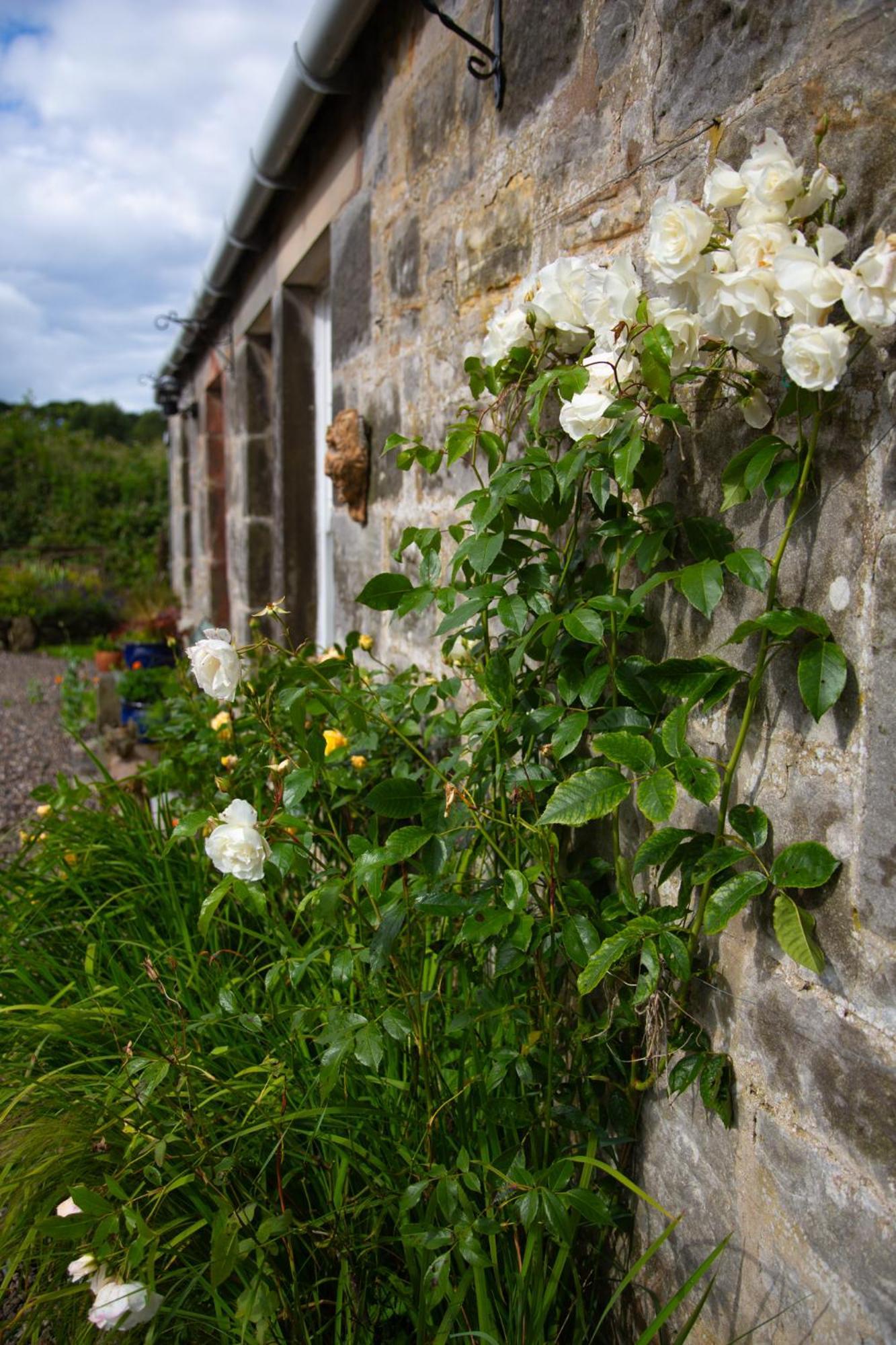 Balmungo Cottage B&B St Andrews Ngoại thất bức ảnh
